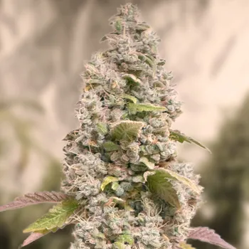 Semeno High Speed Buds - Gorilla Cookies Fast 1 ks