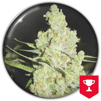 Semeno Medical Seeds Co. - 1024 3 ks