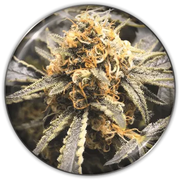 Semeno Medical Seeds Co. - Recovery CBD 10 ks