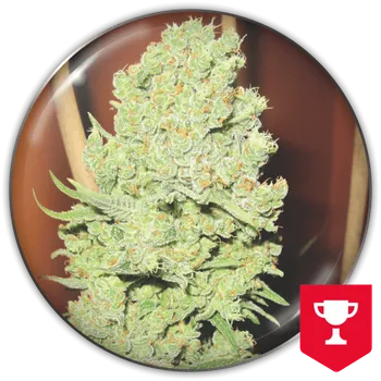 Semeno Medical Seeds Co. - Channel + 5 ks