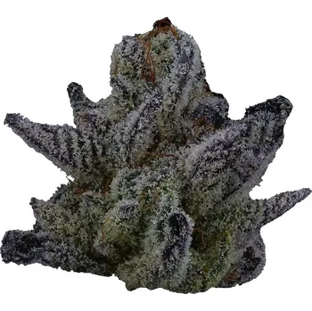 Semeno Highbreed Seeds - Sherbet Jedi Joint Auto 2 ks