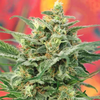 Semeno Mandala Seeds - 8 Miles High regular 5 ks