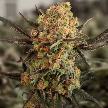 Semeno High Speed Buds - Gorilla Cookies Auto 1 ks