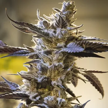 Semeno High Speed Buds - Ghost Train OG Auto 1 ks