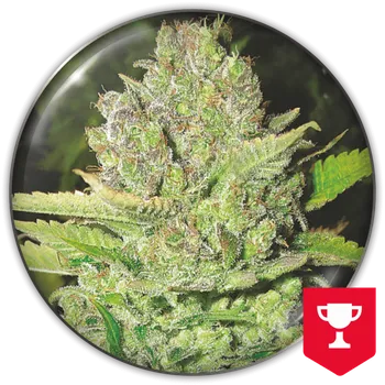 Semeno Medical Seeds Co. - Devil Fruit 3 ks