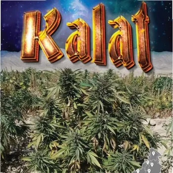 Semeno Landrace Warden - Kalat regular 5 ks