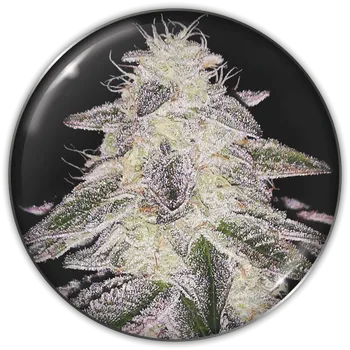 Semeno Medical Seeds Co. - Medical Runntz 5 ks