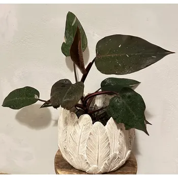 Sazenice Philodendron Pink Princess 47cm