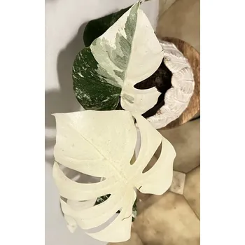 Sazenice Monstera deliciosa Albo Variegata - Super white M