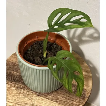 Sazenice Monstera Adansonii - Monkey Mask XS