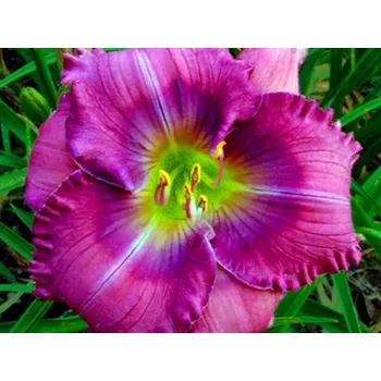 Sazenice Denivka 'Lavender Blue Baby' - Hemerocallis&nbsp;'Lavender Blue Baby' Balení: kontejner C1/C2