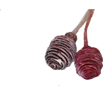 Sušené květiny Platyspernum frosted color o/s, 20 ks