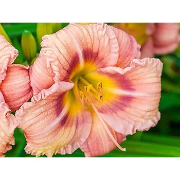 Sazenice Denivka EveryDaylily 'Rose'® - Hemerocallis EveryDaylily 'Rose'® Balení: kontejner C1/C2