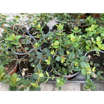 Sazenice Myrta Ugni molinae