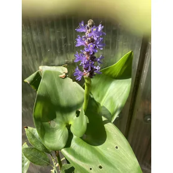 Sazenice Pontederia cordata Modráska srdčitá