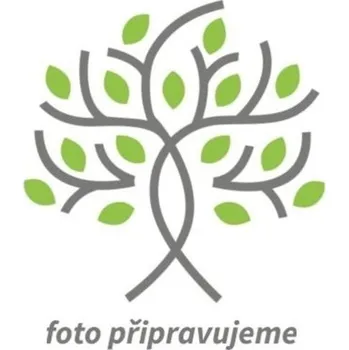 Sazenice Kosatec německý 'Nambe' - Iris germanica 'Nambe' Balení: kontejner C1/C2