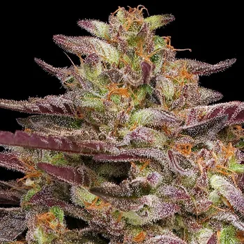 Semeno Humboldt Seed Company - COB Salad 3 ks