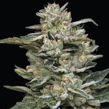 Semeno Humboldt Seed Company - Nutter Budder 3 ks