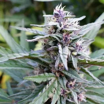 Semeno Humboldt Seed Company - Hi-Biscus 3 ks