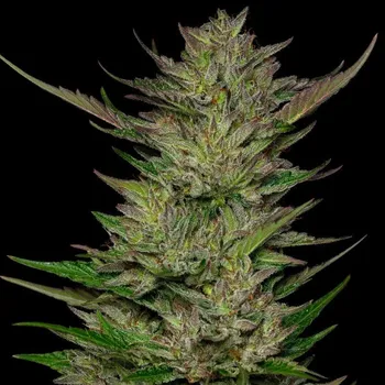 Semeno Humboldt Seed Company - Don Carlos 5 ks