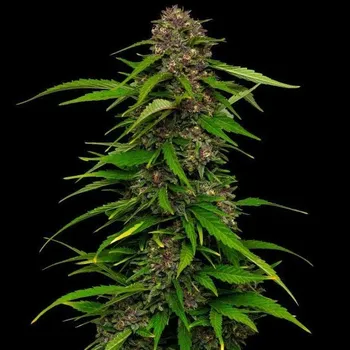 Semeno Humboldt Seed Company - Squirt 3 ks