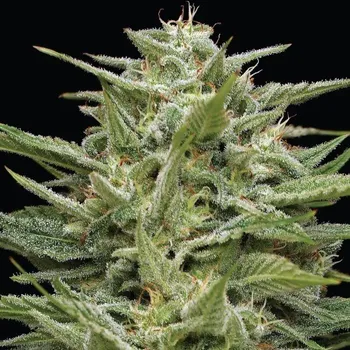 Semeno Humboldt Seed Company - Hella Jelly 10 ks