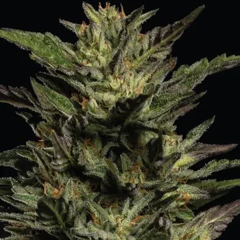 Semeno Humboldt Seed Company - Pistachio 10 ks