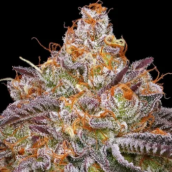 Semeno Humboldt Seed Company - Granny Candy 3 ks