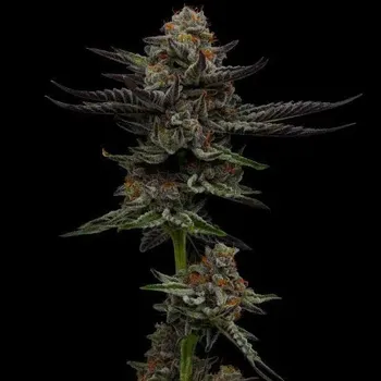 Semeno Humboldt Seed Company - Vanilla Créme Pie 3 ks