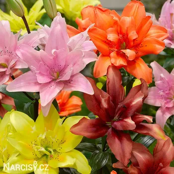 Cibulovina Lilie - Směs plnokvětých asijských lilií .: 100 ks