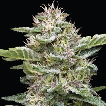 Semeno Humboldt Seed Company - Garlic Budder 3 ks