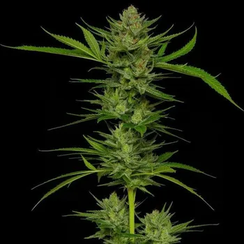 Semeno Humboldt Seed Company - Slightly Stoopid Fruits 3 ks