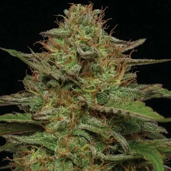 Semeno Humboldt Seed Company - Strawberry Cheesecake 5 ks