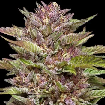 Semeno Humboldt Seed Company - Pineapple Muffin 5 ks