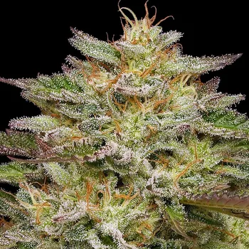 Semeno Humboldt Seed Company - Golden Sands 10 ks