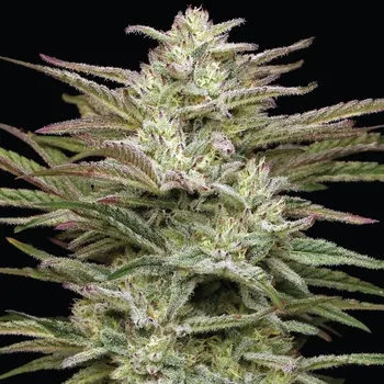 Semeno Humboldt Seed Company - Jelly Donutz 5 ks