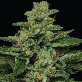 Semeno Humboldt Seed Company - Fortune Cookie 5 ks