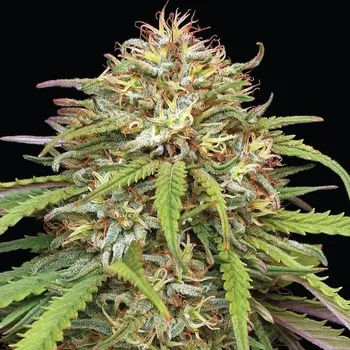 Semeno Humboldt Seed Company - Ed Rosenthals Super High Life 3 ks