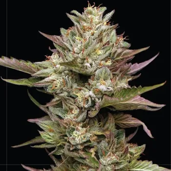 Semeno Humboldt Seed Company - Moon Fog 3 ks