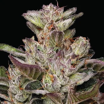 Semeno Humboldt Seed Company - Donutz 3 ks