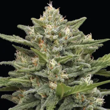 Semeno Humboldt Seed Company - Vanilla Latte Auto 3 ks