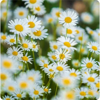 Semeno Sedmikráska obecná bílá 10 g