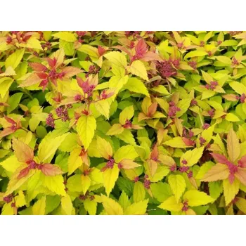 Sazenice Tavolník japonský 'Goldflame' Balení: kontejner p9