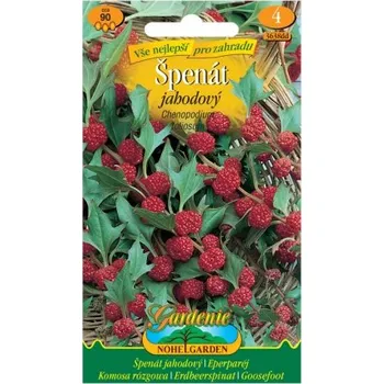 Semeno Špenát jahodový - VÝPRODEJ