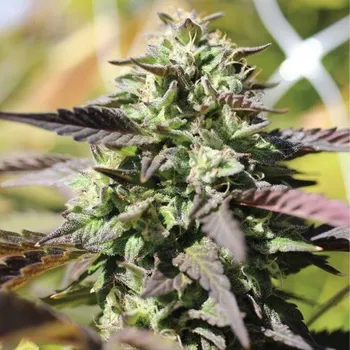 Semeno Humboldt Seed Company - Chunkadelic Auto 5 ks