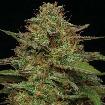 Semeno Humboldt Seed Company - Strawberry Cheesecake Auto 5 ks