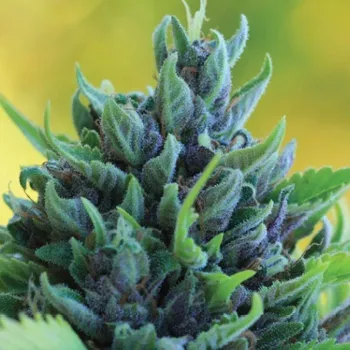 Semeno Humboldt Seed Company - Humboldt Dream Auto 3 ks