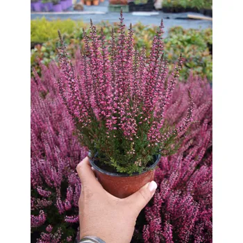 levandule-online.cz Calluna vulgaris Garden Girls Amethyst - Vřes obecný