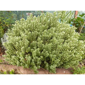 levandule-online.cz Hebe Topiaria