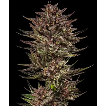 Semeno Barney's Farm Frosted Zinn Auto x Cookie Dog Auto Balení: 10ks